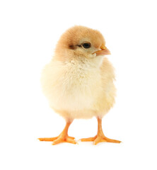 One cute chick isolated on white. Baby animal