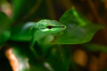 Sakishima Grass Lizard (Takydromus dorsalis)
