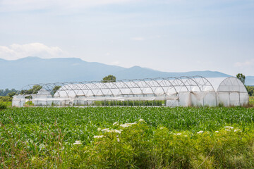 Fototapeta premium greenhouses in village of Radoste in Kosovo