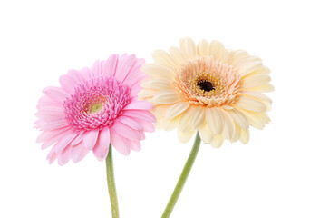 Two beautiful gerbera flowers isolated on white