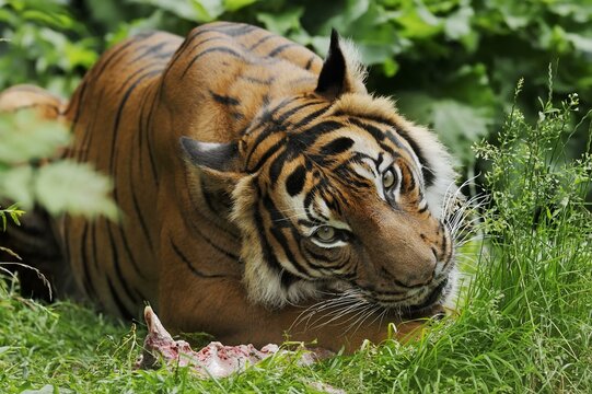 Sumatran tiger (Panthera tigris sumatrae), feeding, captive, occurring on Sumatra, Indonesia, Asia