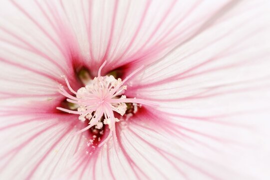 Annual mallow (Lavatera trimestris), detail of flower, ornamental plant, North Rhine-Westphalia, Germany, Europe