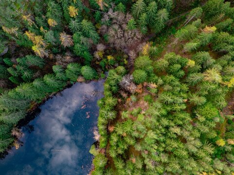 Top down view, aerial view of coniferous forest and lake, Tyrol, Austria, Europe
