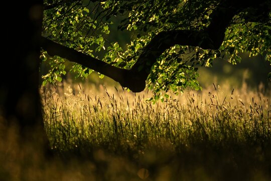 Branch of an oak tree, silhouette, high grass, morning light, Rosensteinpark, Stuttgart, Baden-Wuerttemberg