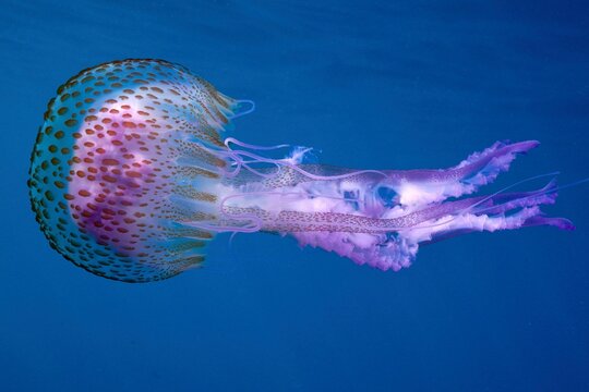A mauve stinger (Pelagia noctiluca) drifts through the deep blue water. Dive site Cap de Creus Marine Protected Area, Rosas, Costa Brava, Spain, Mediterranean Sea, Europe