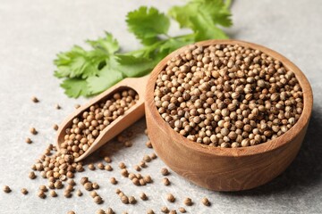 Dried coriander seeds in bowl, scoop and green leaves on light gray textured table, closeup