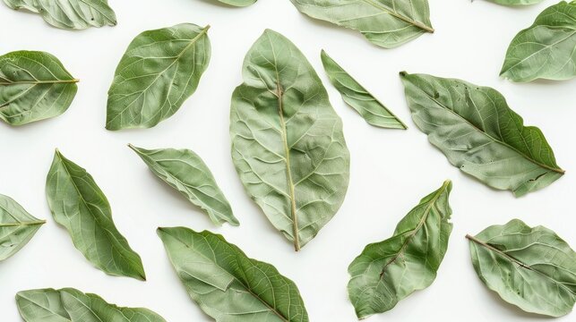 Dry Organic Bhringraj Leaves on White Background viewed from Top