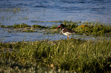 Oystercatcher of New Forest in England