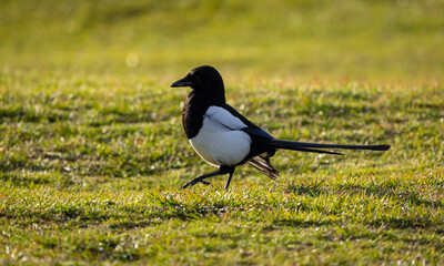 Magpie in New Forest in England