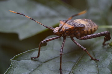 Macro photo of insect animals in tropical nature.