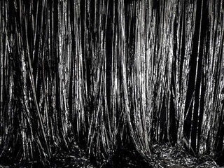 long curtain glitter silver tinsel background, black and white