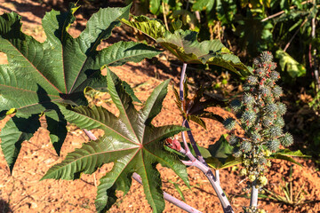 Castor bean plantation in northeastern Brazil. This plant is a viable option in the northeastern...