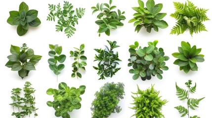 Collection of isolated green plants on white backdrop