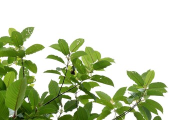 In selective focus Kratom leaves with branches on white isolated background for green foliage backdrop