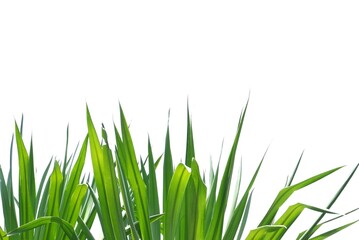 A tropical palm leaves on white isolated background for green foliage backdrop 