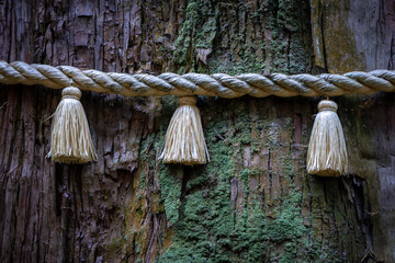 大木に巻かれた注連縄