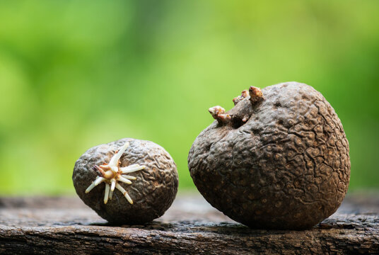 Dioscorea bulbifera heads on natural background.