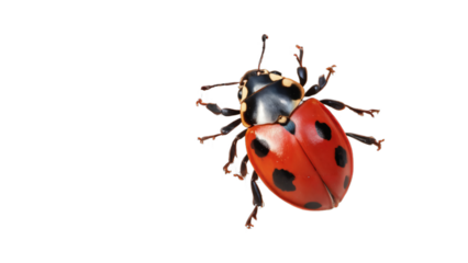 ladybug isolated on white background , transparent png image
