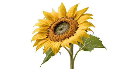 sunflower isolated on white background , transparent png image