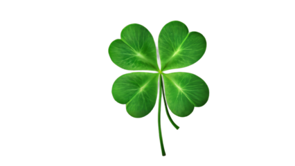 four leaf clover isolated on white background , transparent png image
