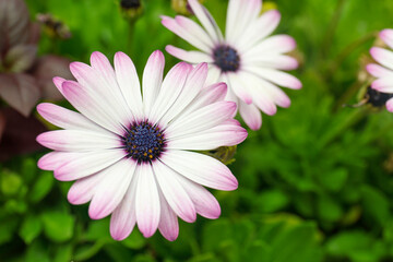 Obraz premium Beautiful flower blooming outdoors, closeup