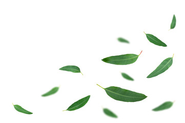Eucalyptus green leaves levitation isolated on white