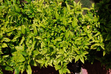 Obraz premium tropical plants. Caribbean garden. Dominican flowers