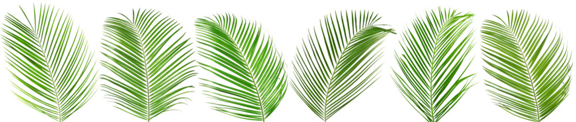 Green coconut palm leaves isolated on white, set