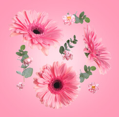 Gerberas, peonies and green leaves in air on pink background