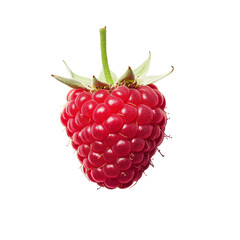 Plump and Delicious Raspberry | Isolated on Transparent & White Background | PNG File with Transparency