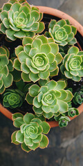 Plantas suculentas verdes vibrantes em um vaso de terracota
