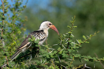 Red-billed hornbill