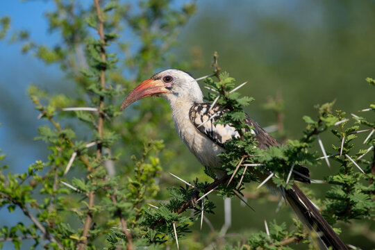 Red-billed hornbill