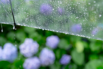 傘・雨・紫陽花