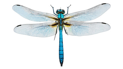 dragonfly isolated on white background , transparent png image