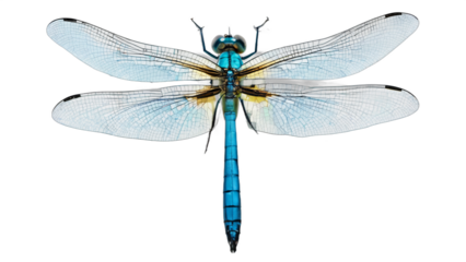 dragonfly isolated on white background , transparent png image