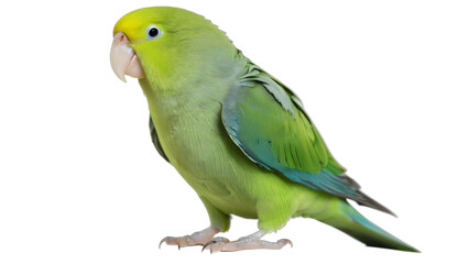 blue and yellow macaw isolated on white background , transparent png image