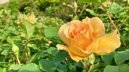 Stunning yellow roses in early bloom