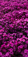 Fototapeta premium Campo de Flores de Lavanda Roxa Vibrante