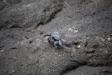 crab on the rocks