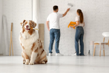 Cute dog with brush in front of couple painting wall in their new home