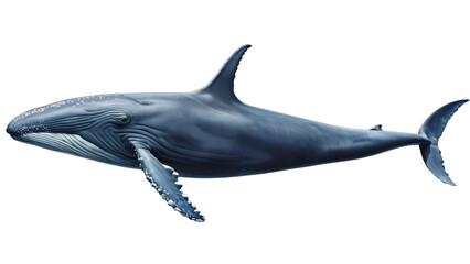 dolphin isolated on white background , transparent png image