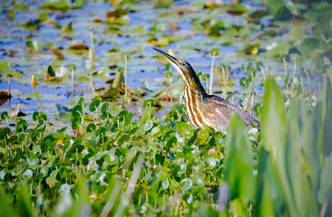 Bittern fishing in the pond grass at Orlando Wetlands in Cape Canaveral Florida.