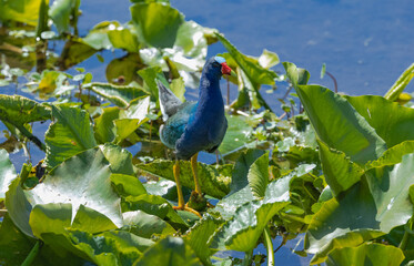 Purple Gallinule sitting on reeds at Orlando Wetlands in Cape Canaveral Florida.