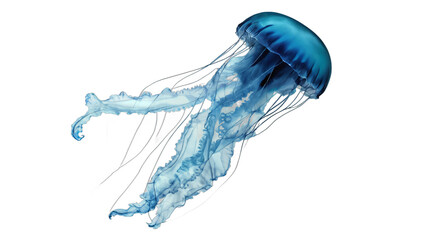 jellyfish isolated on white background , transparent png image