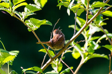 Song sparrow singing while perched in a tree