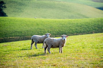 Sheep Pasture in Southland Region - New Zealand
