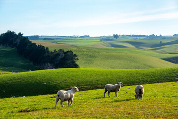 Fototapeta premium Sheep Pasture in Southland Region - New Zealand