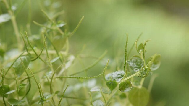 Peperomia or Peperomia pellucida branch green leaves on natural background.