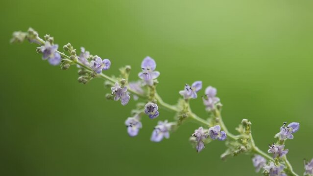 Five leaved chaste tree or Vitex negundo branch flowers on natural background.